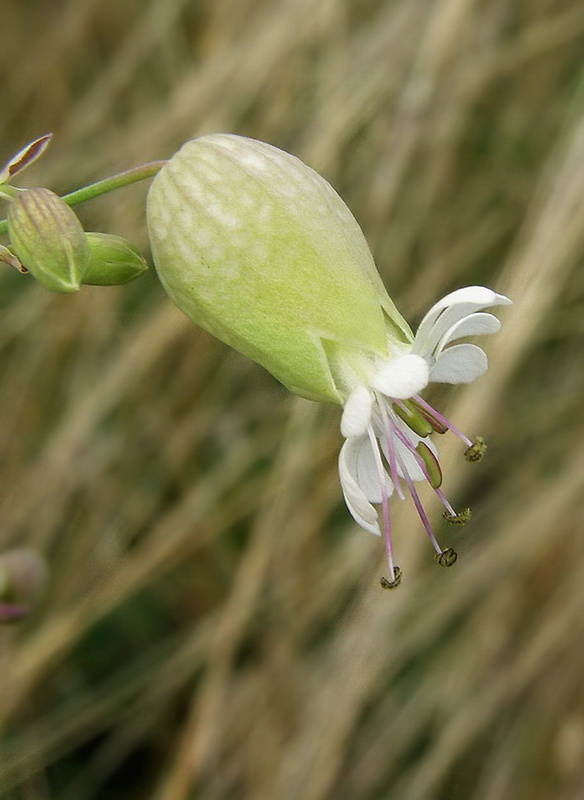 silenka obyčajná Silene vulgaris (Moench) Garcke