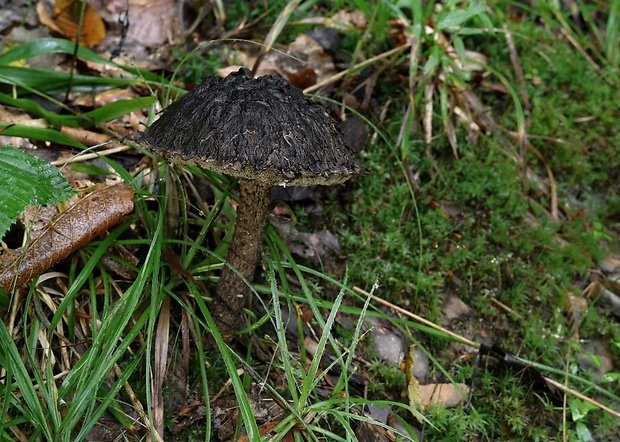 šiškovec šupinatý Strobilomyces strobilaceus (Scop.) Berk.