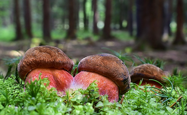 hríb zrnitohlúbikový Sutorius luridiformis (Rostk.) G. Wu & Zhu L. Yang