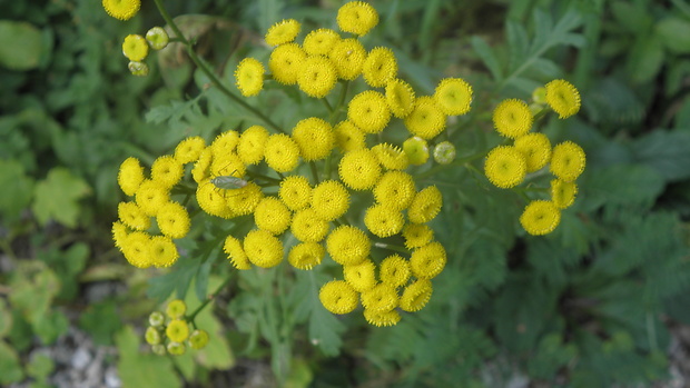 vratič obyčajný Tanacetum vulgare L.