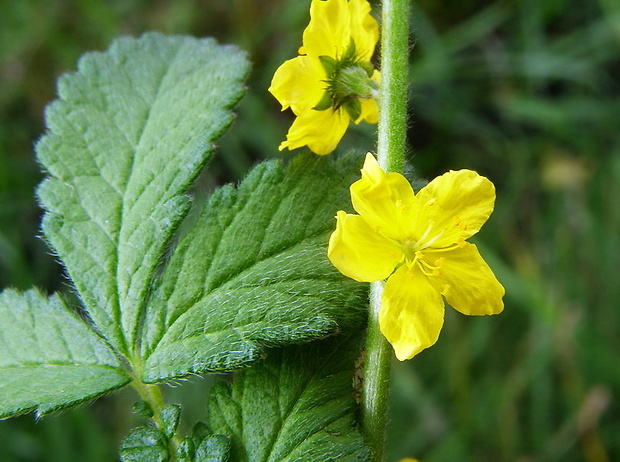 repík lekársky Agrimonia eupatoria L.