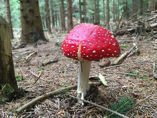 muchotrávka červená Amanita muscaria (L.) Lam.