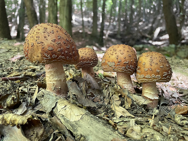 muchotrávka červenkastá Amanita rubescens Pers.