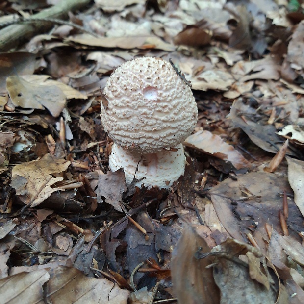 muchotrávka červenkastá Amanita rubescens Pers.