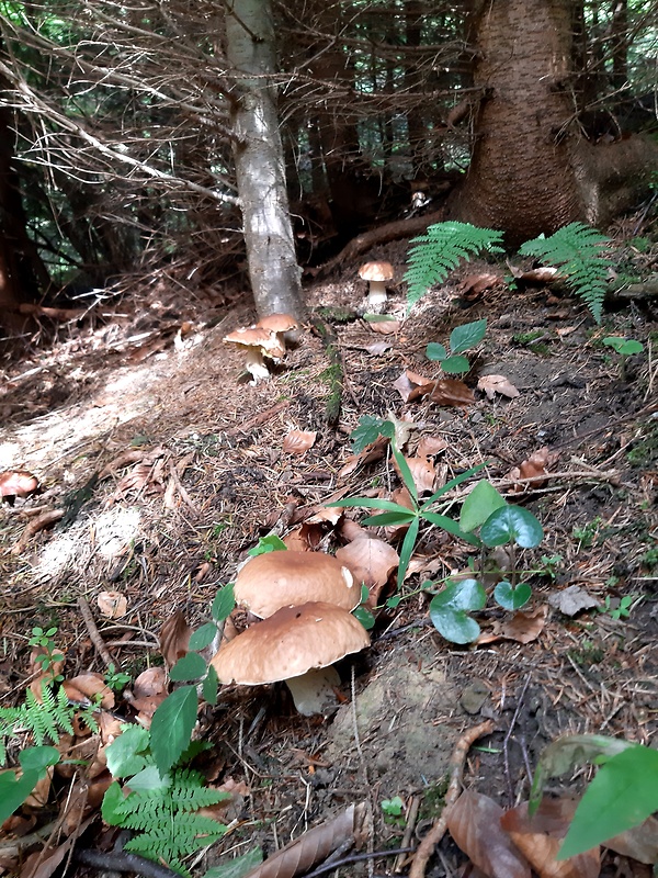 hríb smrekový Boletus edulis Bull.