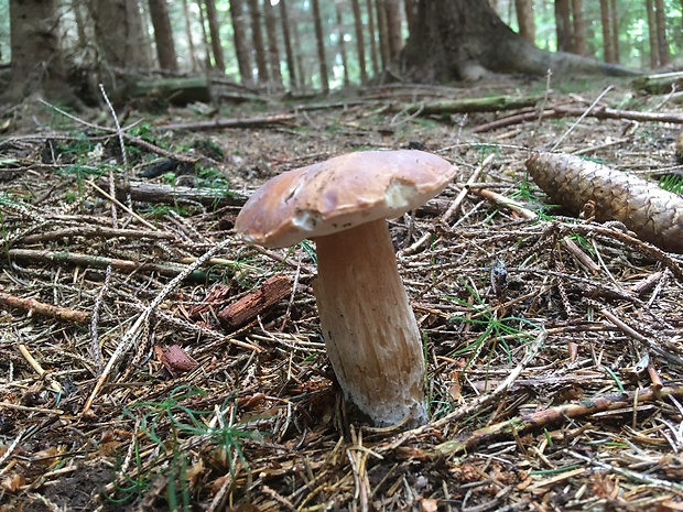 hríb smrekový Boletus edulis Bull.