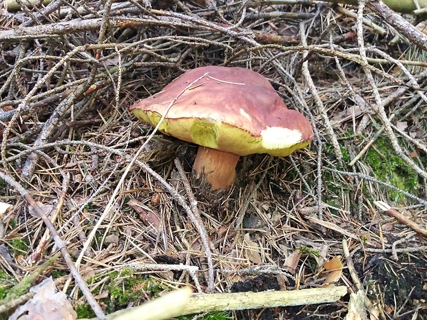 hríb sosnový Boletus pinophilus Pil. et Dermek in Pil.