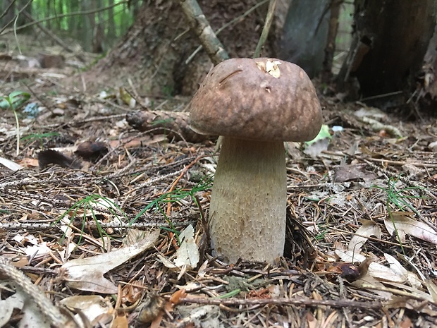 hríb dubový Boletus reticulatus Schaeff.