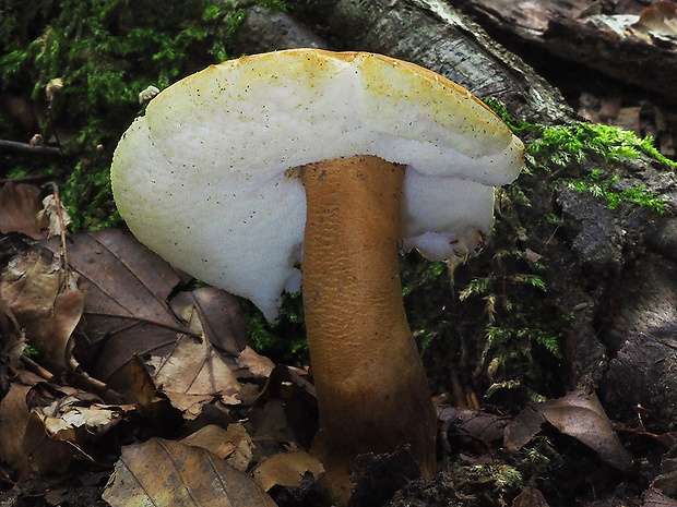 hríbnik gaštanovohnedý Gyroporus castaneus (Bull.) Quél.