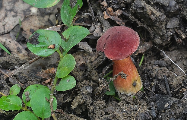 suchohríb karmínový Hortiboletus rubellus (Krombh.) Simonini, Vizzini & Gelardi