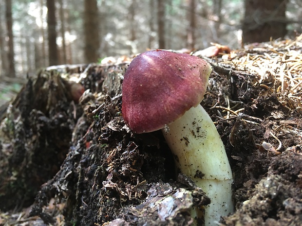 suchohríb karmínový Hortiboletus rubellus (Krombh.) Simonini, Vizzini & Gelardi