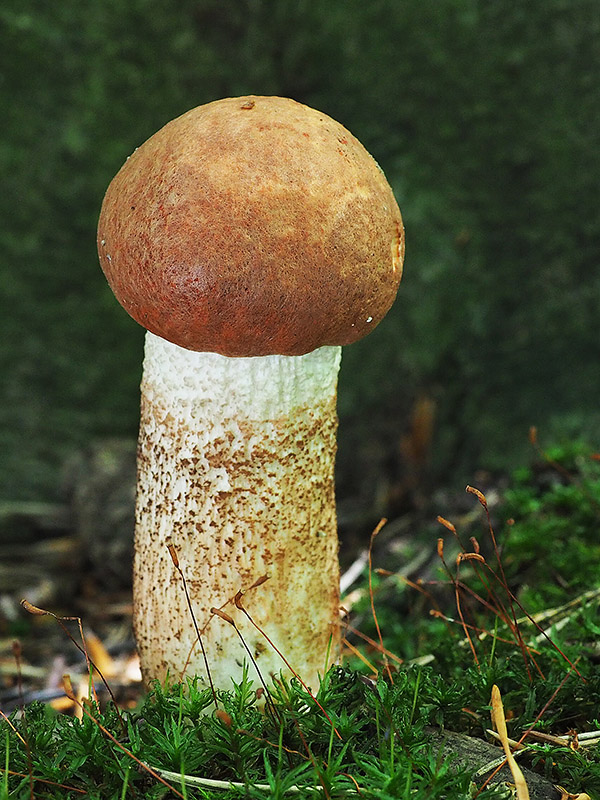 kozák dubový Leccinum aurantiacum (Bull.) Gray