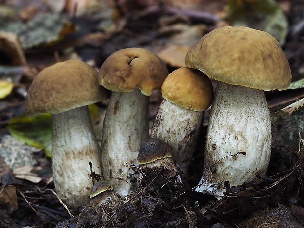 kozák hrabový Leccinum pseudoscabrum (Kallenb.) Šutara