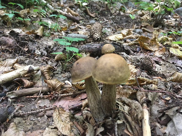 kozák hrabový Leccinum pseudoscabrum (Kallenb.) Šutara