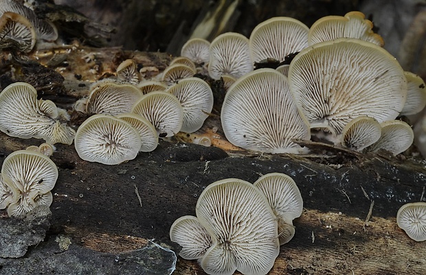 húževnatček medvedí Lentinellus ursinus (Fr.) Kühner