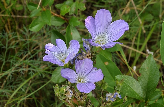 ľan chlpatý Linum hirsutum L.