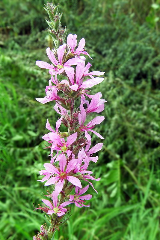 vrbica vŕbolistá Lythrum salicaria L.