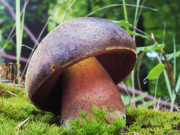 hríb zrnitohlúbikový Sutorius luridiformis (Rostk.) G. Wu & Zhu L. Yang