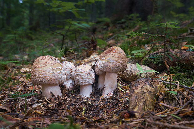 muchotrávka červenkastá Amanita rubescens Pers.