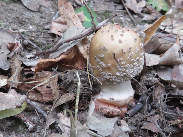 muchotrávka červenkastá Amanita rubescens Pers.