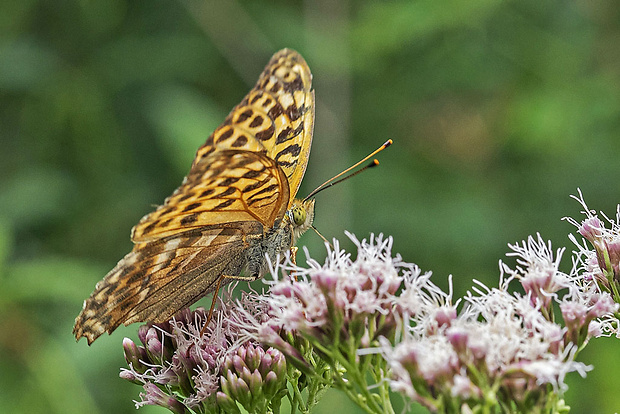 perlovec striebristopásavý, samica Argynnis paphia