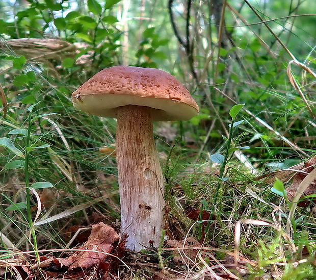 hríb smrekový Boletus edulis Bull.