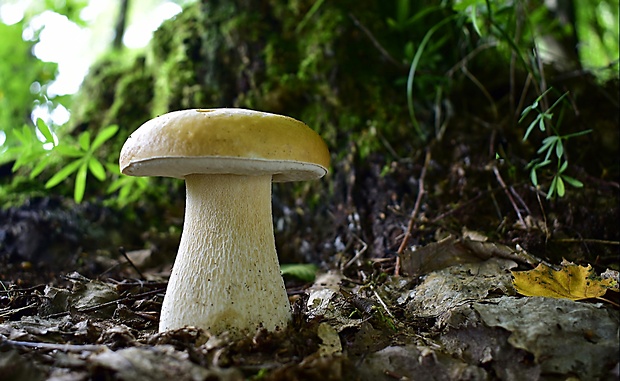 hríb smrekový Boletus edulis Bull.