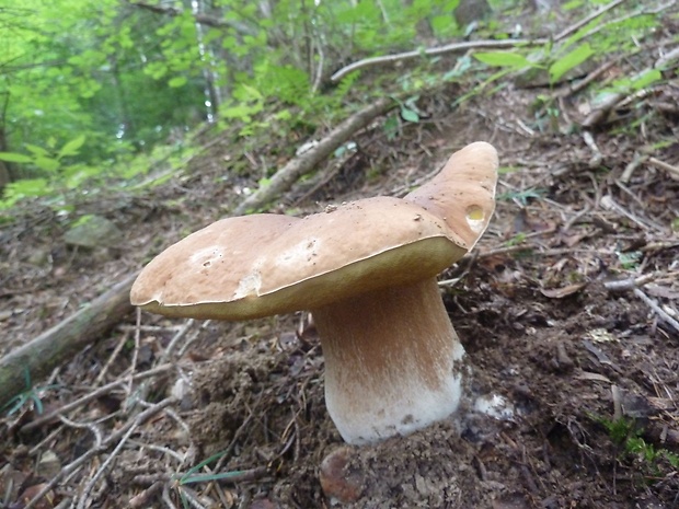 hríb smrekový Boletus edulis Bull.