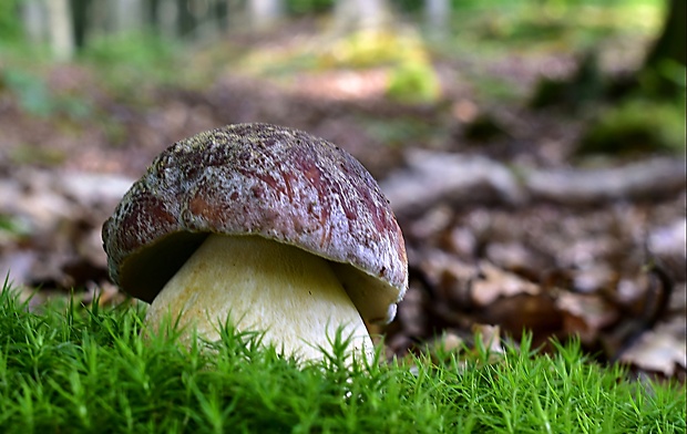 hríb sosnový Boletus pinophilus Pil. et Dermek in Pil.