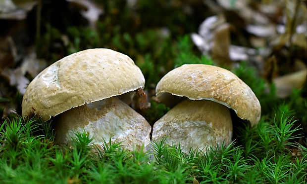 hríb dubový Boletus reticulatus Schaeff.