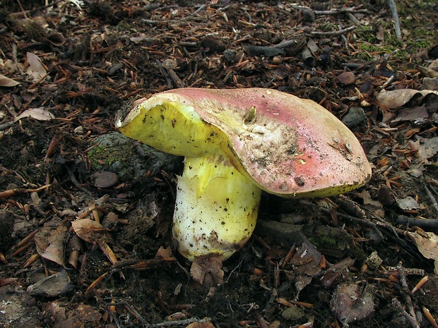 hríb kráľovský Butyriboletus regius (Krombh.) D. Arora & J.L. Frank