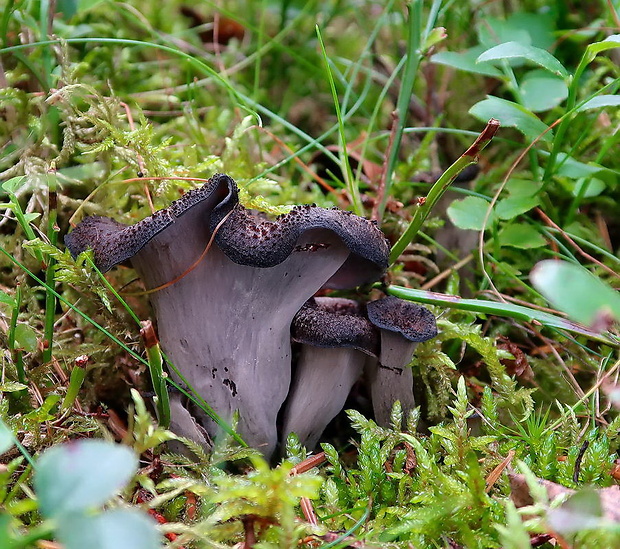 lievik trúbkovitý Craterellus cornucopioides (L.) Pers.