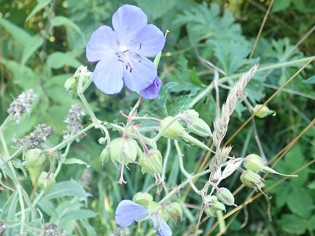 pakost lúčny Geranium pratense L.