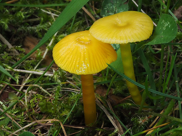 lúčnica hlienistá Hygrocybe glutinipes (J.E. Lange) R. Haller Aar.