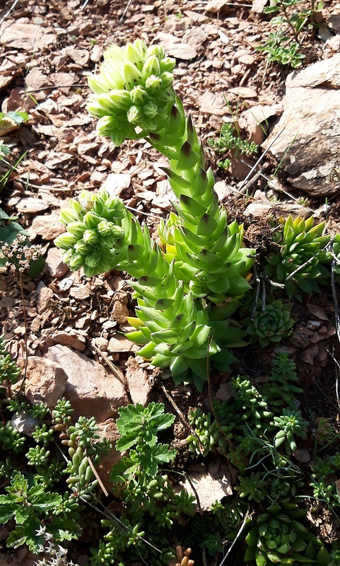 skalničník guľkovitý Jovibarba globifera (L.) J. Parn.