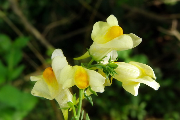 pyštek obyčajný Linaria vulgaris Mill.