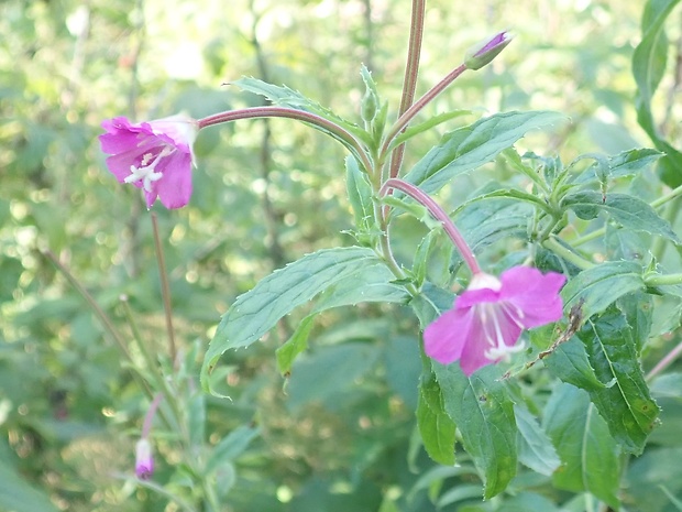 vrbica vŕbolistá Lythrum salicaria L.