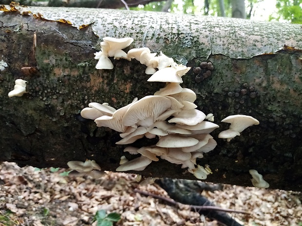 hliva buková Pleurotus pulmonarius (Fr.) Quél.