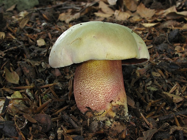 hríb purpurový Rubroboletus rhodoxanthus Kuan Zhao &amp; Zhu L. Yang