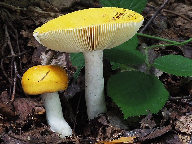 plávka chrómovožltá Russula claroflava Grove