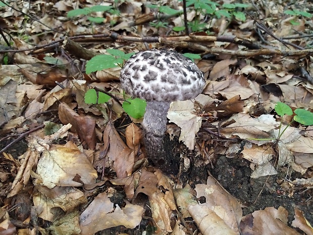 šiškovec šupinatý Strobilomyces strobilaceus (Scop.) Berk.