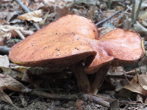 masliak zrnitý Suillus granulatus (L.) Roussel