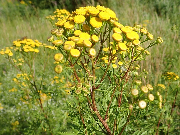 vratič obyčajný Tanacetum vulgare L.