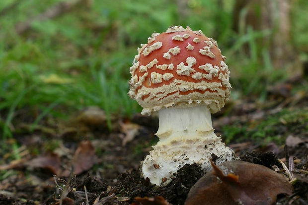 muchotrávka červená Amanita muscaria (L.) Lam.