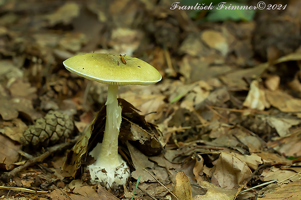 muchotrávka zelená Amanita phalloides (Vaill. ex Fr.) Link