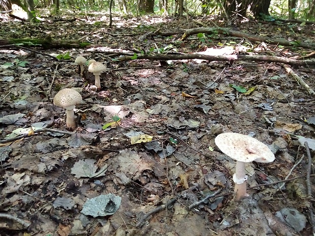 muchotrávka červenkastá Amanita rubescens Pers.