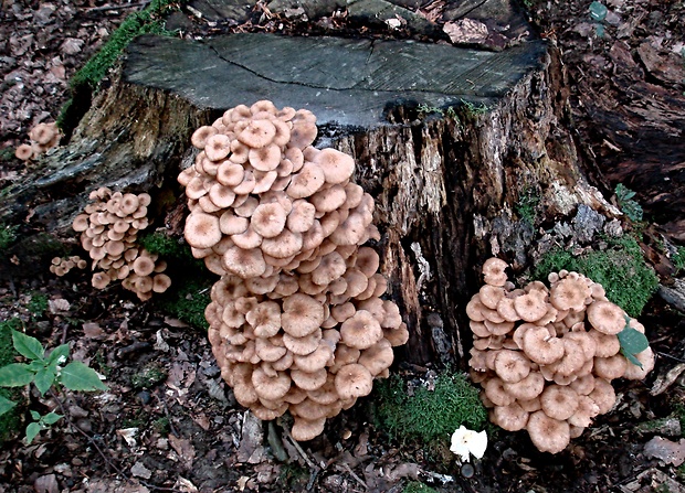 podpňovka bezprsteňová Armillaria socialis (DC.) Fayod