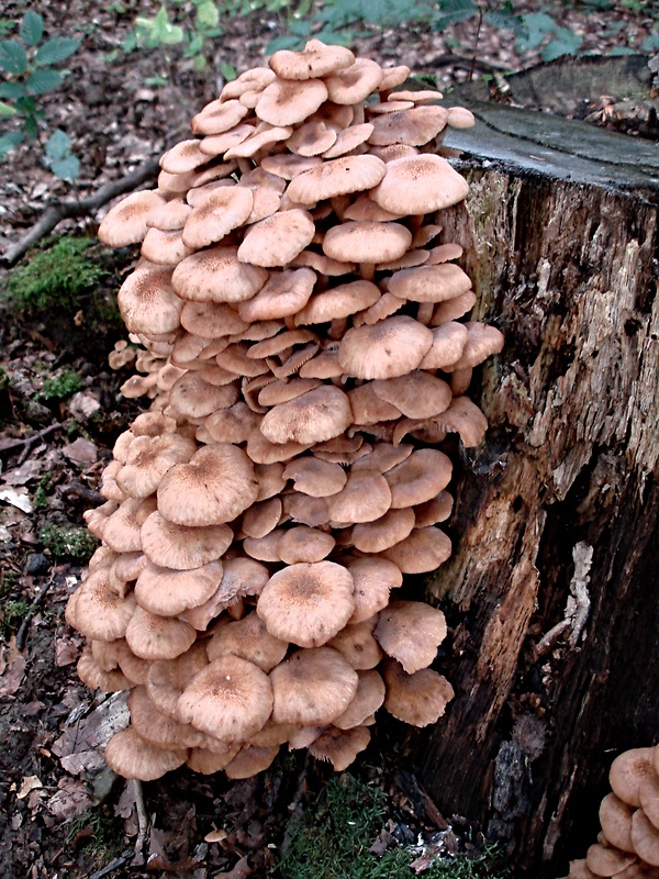 podpňovka bezprsteňová  Armillaria socialis (DC.) Fayod