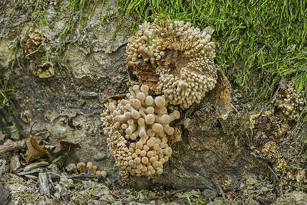 podpňovka bezprsteňová Armillaria socialis (DC.) Fayod