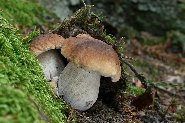 hríb smrekový Boletus edulis Bull.